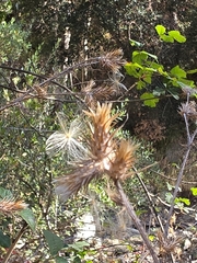 Carduus pycnocephalus