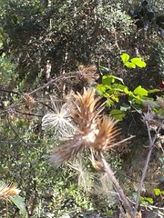 Carduus pycnocephalus, photograph author not stated, no rights reserved