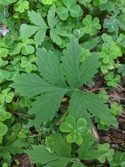Hydrophyllum tenuipes