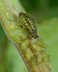 Periphyllus testudinaceus