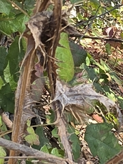 Carduus pycnocephalus, photograph author not stated, no rights reserved