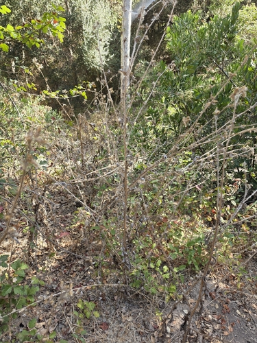 Carduus pycnocephalus, photograph 4