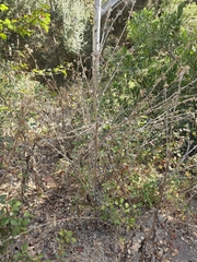 Carduus pycnocephalus, photograph author not stated, no rights reserved