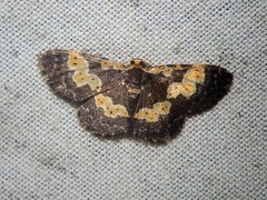 Peratophyga flavomaculata