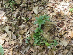 Ficaria verna bulbilifera