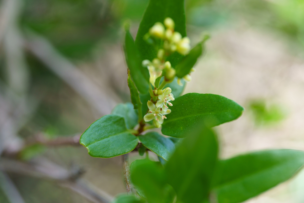 Muehlenbeckia gunnii; photograph (c) Kym Nicolson, some rights reserved (CC BY)