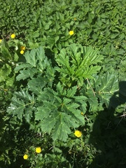 Heracleum sosnowskyi