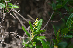 (c) Kym Nicolson, some rights reserved (CC BY) Muehlenbeckia gunnii, photograph (c) Kym Nicolson, some rights reserved (CC BY)