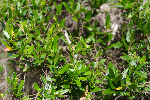Muehlenbeckia gunnii, photograph 2