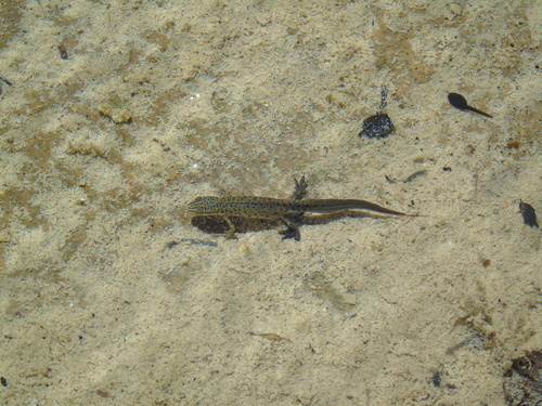 Greek Newt, Επτάνησα, Ελλάδα, photo 3 of 10