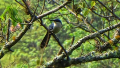 Melanotis hypoleucus