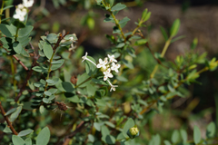 Pimelea glauca, photograph (c) Kym Nicolson, some rights reserved (CC BY)
