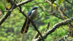Melanotis hypoleucus