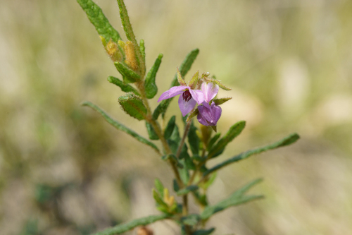 Thomasia petalocalyx, photograph 5