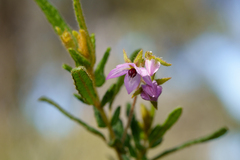 Thomasia petalocalyx, photograph (c) Kym Nicolson, some rights reserved (CC BY)