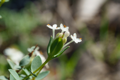 Pimelea glauca, photograph (c) Kym Nicolson, some rights reserved (CC BY)