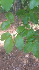 Cornus florida