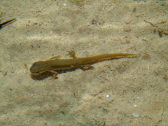 Lissotriton graecus