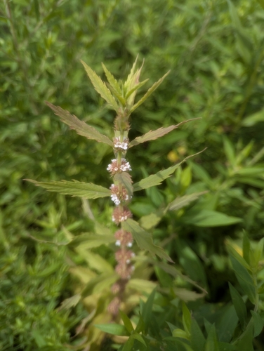 Rough Bugleweed