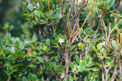 Alyxia buxifolia, photograph (c) Kym Nicolson, some rights reserved (CC BY)