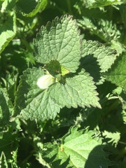 Lamium album