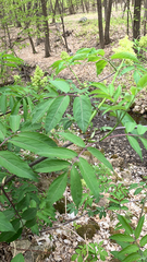 Sambucus racemosa