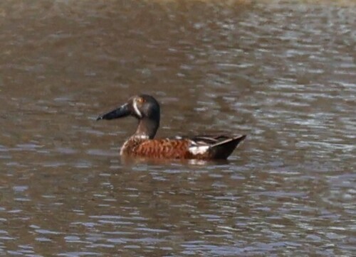 Australasian Shoveler