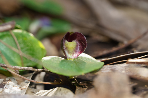 Corybas despectans observed 2026-08-16