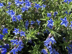 Glandora diffusa
