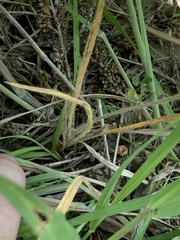 Plantago helleri