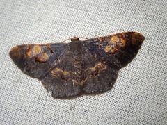 Serratophyga subangulata