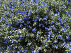 Glandora diffusa