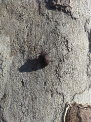 Antiteuchus mixtus