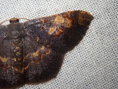 Serratophyga subangulata