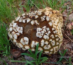 Calbovista subsculpta