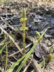 Equisetum sylvaticum