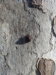 Antiteuchus mixtus
