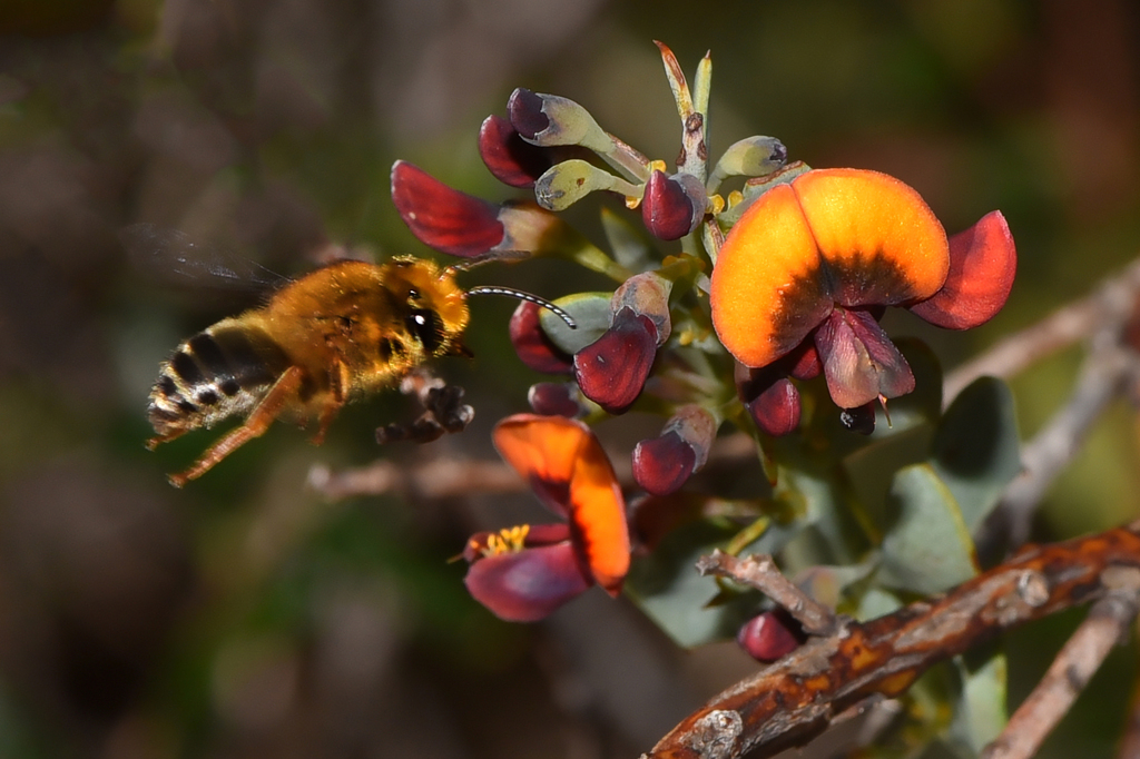 Western White-cheeked Hairy-Cellophane bee