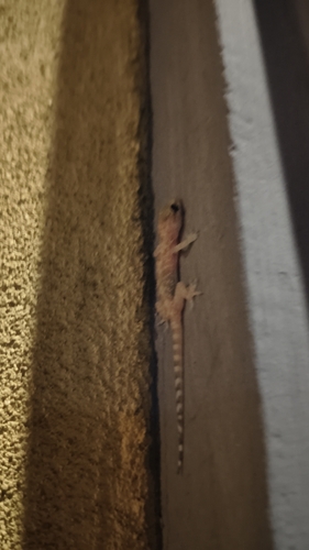 Mediterranean House Gecko