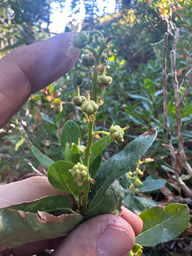Leucothoe davisiae, photograph 2