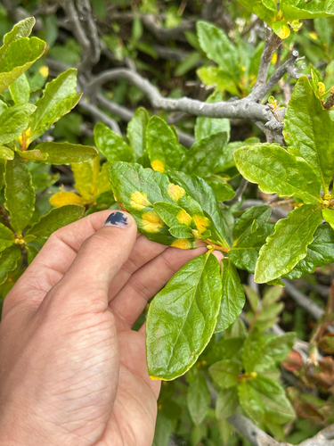 Exobasidium burtii, 2026-08-18