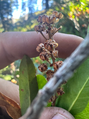 Leucothoe davisiae, photograph (c) Kyle Elshoff, some rights reserved (CC BY)