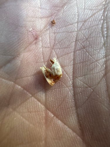 Leucothoe davisiae, photograph 6