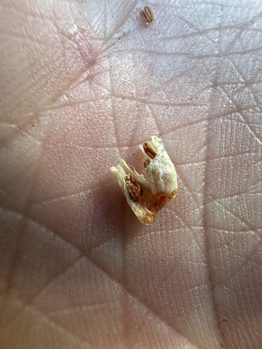 Leucothoe davisiae, photograph 5