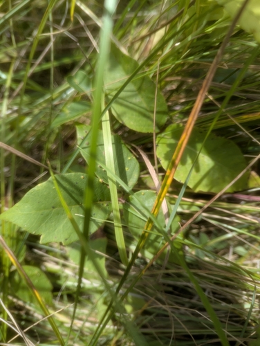 western poison ivy