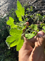 Ribes viscosissimum, photograph (c) Kyle Elshoff, some rights reserved (CC BY)