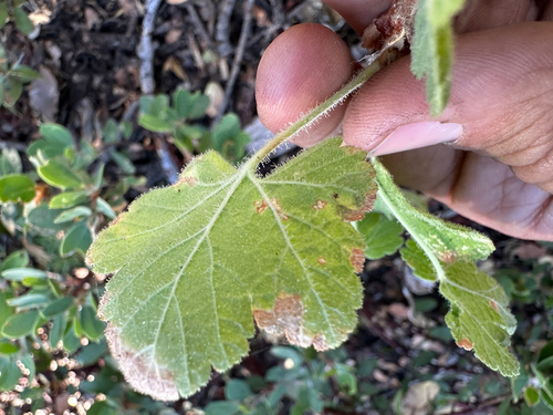 Ribes viscosissimum, photograph 2