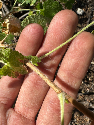 Ribes viscosissimum, photograph 4