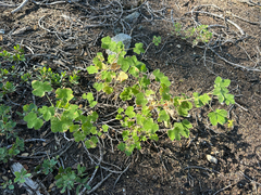 Ribes viscosissimum, photograph (c) Kyle Elshoff, some rights reserved (CC BY)