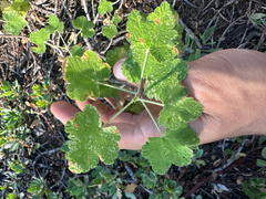 Ribes viscosissimum